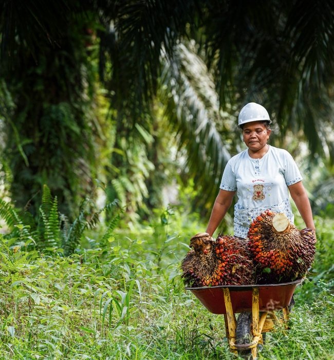 Expressing a sustainable palm oil brand across media