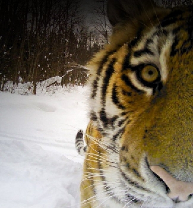 Lending some muscle to WWF's tiger goals